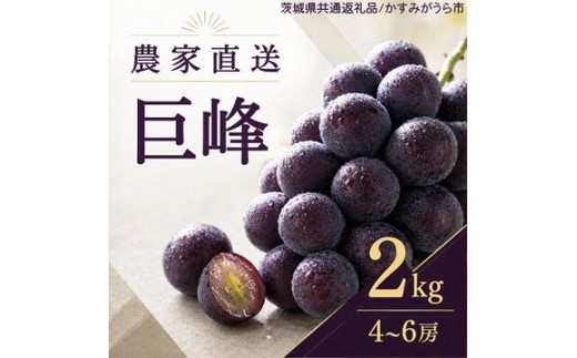 
                  ぶどう 巨峰 葡萄 ブドウ 果物 フルーツ くだもの 2kg 1箱 秋 旬 果汁 甘み 大粒 茨城県産 期間限定 数量限定 【茨城県共通返礼品/かすみがうら市】（107-06）
                