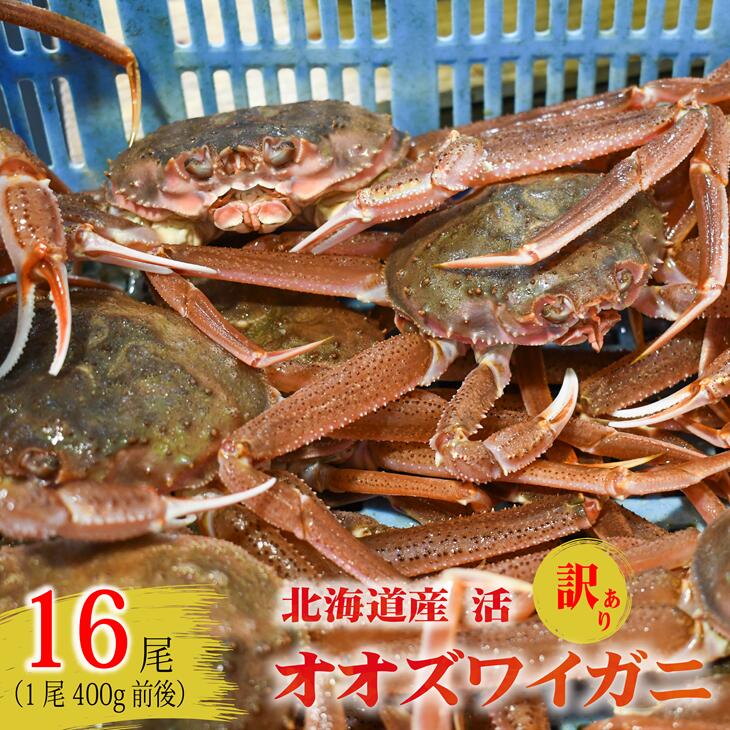 【ふるさと納税】訳あり 活オオズワイガニ400g前後×16尾[02-1570]※離島・沖縄県不可※ 北海道 浦河 ふるさと納税 オオズワイガニ カニ 活 漁協直送 冷蔵発送 送料無料