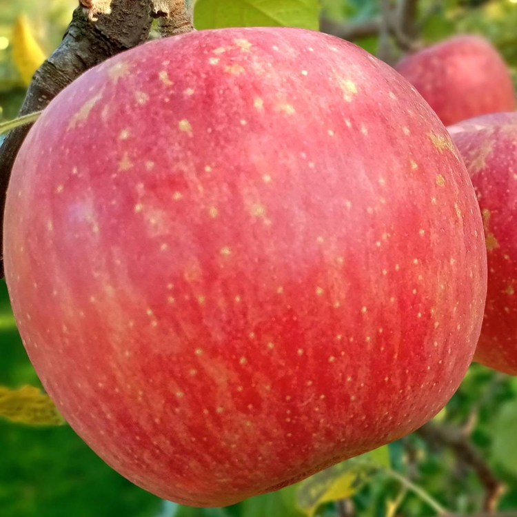 【早期予約】りんご 加積りんご 樹熟サンふじ特 約5kg｜ふじ 魚津市産 富山 リンゴ 林檎 くだもの 果物 フルーツ デザート 産地直送 富山県 ※北海道・沖縄・離島への配送不可 ※2024年12月