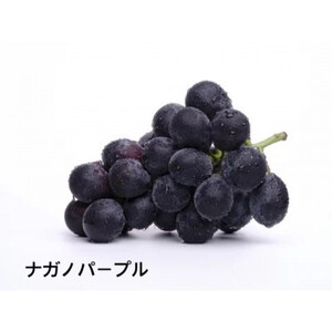 桐箱入りナガノパープル1房・我が道1房　県内共通返礼品:かすみがうら市産 (BR166)