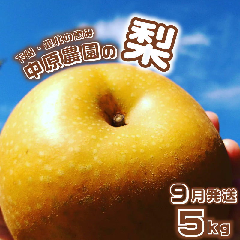 梨 5kg 9月