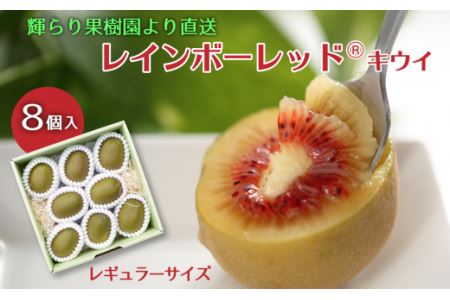 【先行予約】 輝らり果樹園 レインボーレッドⓇキウイ （レギュラーサイズ 8個入） ｜ 2025年11月下旬～12月中旬頃発送 ｜ 愛媛産 高糖度 赤い果肉 国産 高級キウイ