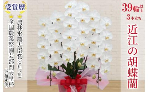 近江の胡蝶蘭 3本立ち 39輪以上 株式会社エフレボ 滋賀県 東近江市 AA-B01 近江 胡蝶蘭 3本立ち 39輪 花 フラワー ギフト プレゼント 贈り物 お祝い お供え 滋賀県産 産地直送