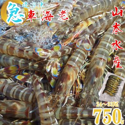 ふるさと納税 上天草市 急速冷凍 車海老 約750g(約24〜33尾) 【山本水産】