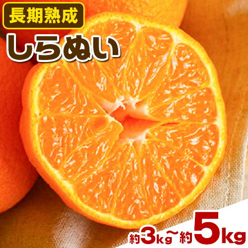 【ふるさと納税】《レビューキャンペーン》長期熟成しらぬい 選べる 約3kg(10-15個) 約5kg (18-24個) まるまつ農園《5月上旬-6月上旬頃出荷》 和歌山県 日高町 不知火 しらぬい