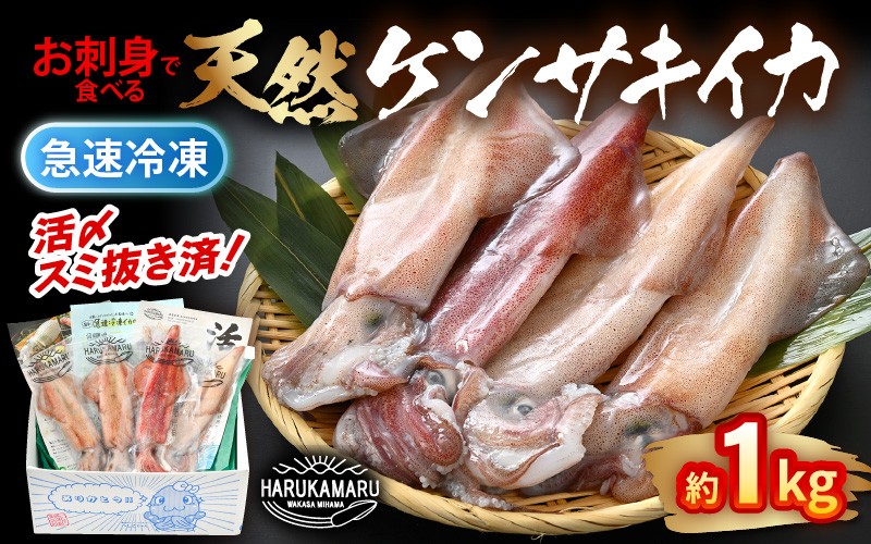 
                  イカ お刺身で食べる 天然 ケンサキイカ 約1kg 活きたイカをご提供している漁師が活〆！入手困難 急速冷凍 鮮度格別！若狭湾 福井 地物 海鮮 個別包装 真空パック 刺身 イカ丼 いか丼 焼きイカ 焼きいか 姿焼き 煮付け フライ 炒め物 [m36-b004]
                