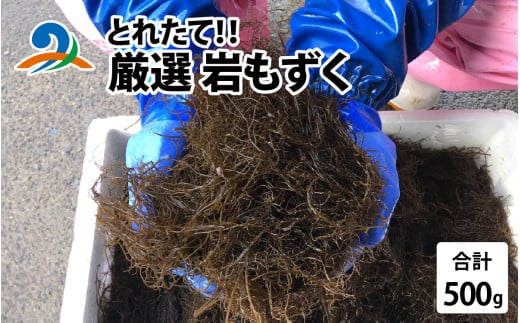 【先行予約】とれたて！！ 厳選岩もずく0.5kg｜ 新鮮 お造り 刺身 晩酌 食卓 BBQ 【2026年5月下旬ごろ順次発送】