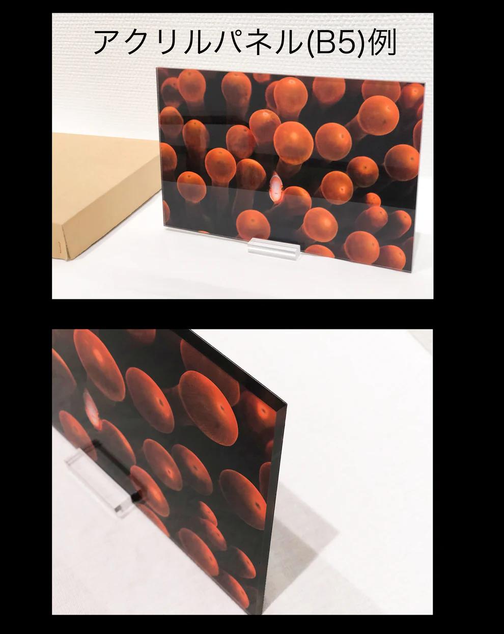 
            アクリルスタンド 水中写真家 高橋怜子 写真集 海の絶景 ナショナルジオグラフィック 総合グランプリ受賞  写真 インテリア 壁掛け アート 写真家 Reiko Takahashi photography 岩手県 北上市  （N0063）海 自然 綺麗 癒し カフェ オフィス 写真作品 水中 世界 海洋  プレゼント カメラ フォット イルカ サメ カメ クラゲ 外国 旅行 写真立て スタンド
          