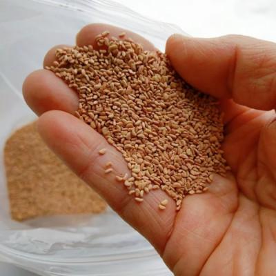 ふるさと納税 帯広市 【希少!国産ラズベリーシード】ラズベリーシードオイル スポイト付き 遮光瓶入10ml×10本 |  | 03