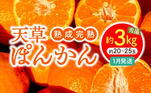 
                  S117-003_香りを食す！熟成完熟天草ぽんかん 1月発送 約3kg秀品〈先行受付〉
                