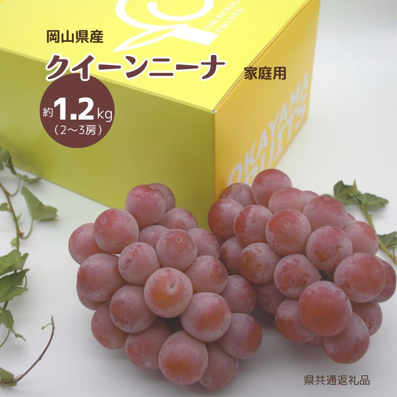 【ふるさと納税】ご家庭用 クイーンニーナ 2～3房 1.2kg 2026年 先行予約 果物 ぶどう 岡山県産 国産 フルーツ ギフト 果物 デザート スイーツ 果肉 美味しい 甘い 柔らかい 上品 新見 新見市