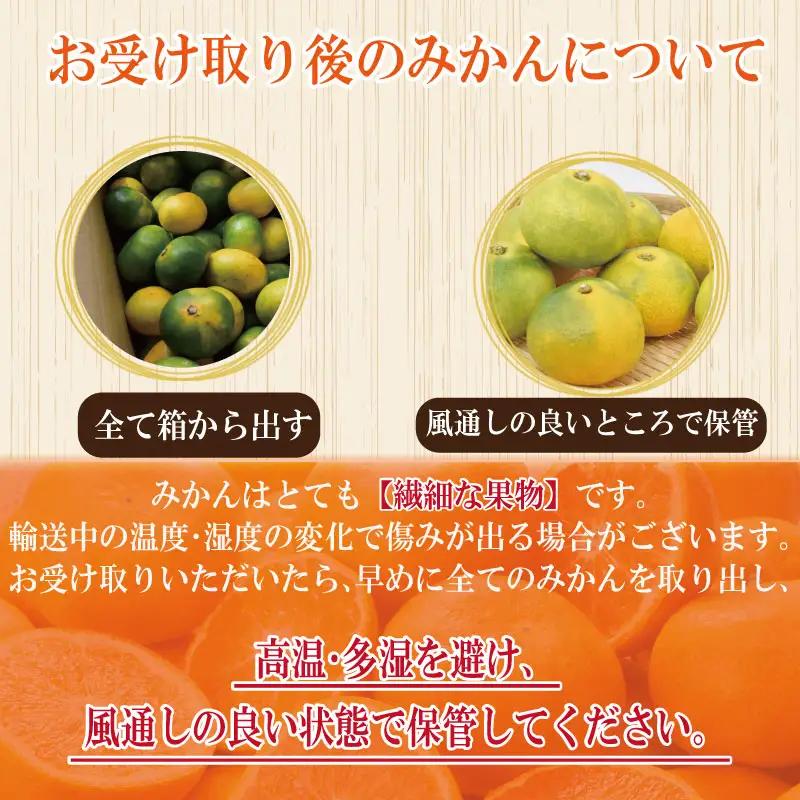 【2026年10月順次発送】 極早生みかん 3kg 温州 みかん