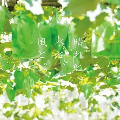 厳選 シャインマスカット・瀬戸ジャイアンツ 2～3房 合計1.7kg以上 岡山県産 シャインマスカット