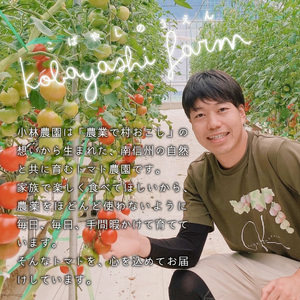 《予約品》令和8年6月～発送★とまとのクラフトビール「 ねばとエール (NEBATO ALE）」3本セット 発泡酒 クラフトビール トマト トマトのお酒 ビール 南信州 長野県 地域限定 完熟トマト 