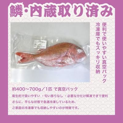 ふるさと納税 竹原市 瀬戸内 天然真鯛 丸ごと姿(うろこ・内臓除去済) 2〜3匹入り 合計1kg |  | 03