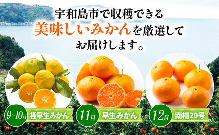 みかん 贈答用 おまかせ 温州みかん 3kg YAMAUCHI FARM 愛媛みかん 極早生 早生 南柑20号 愛媛蜜柑 愛媛ミカン うんしゅう 玉津 みかん mikan 先行予約 果物 フルーツ 柑