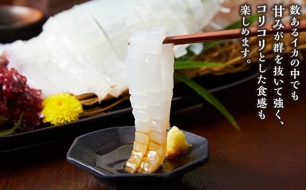【 先行予約 2025年6月以降発送 】山陰直送 刺身用白イカ 700g（3～6杯）　※北海道、沖縄、一部離島への配送不可