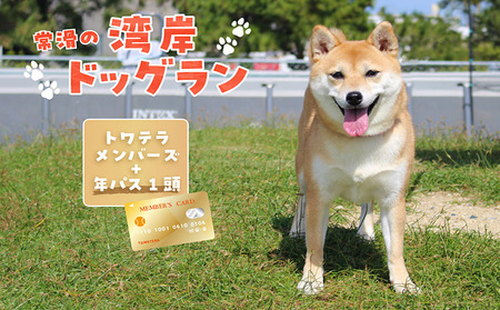 【海を一望できるドッグラン 利用チケット】トワテラメンバーズ＋年パス 1頭 犬 ペット 天然芝 おでかけ 知多半島 伊勢湾 オーシャンビュー 海沿い 観光 体験チケット プール トリミング イベント ペットホテル 犬用ホテル カフェ ペット同伴 犬連れ ドッグラン 愛犬 大型犬 中型犬 小型犬 dog 利用券 体験券 広い 屋内 屋外 雨の日 会員権 愛知県 常滑市