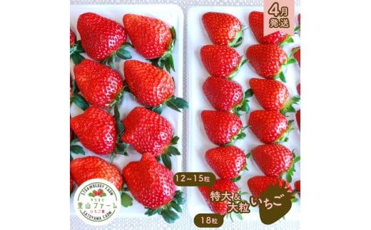 やちまた里山ファームの完熟いちご 特大＆大粒 ギフト用［4月発送］贈答用  いちご イチゴ 苺 大粒 完熟イチゴ