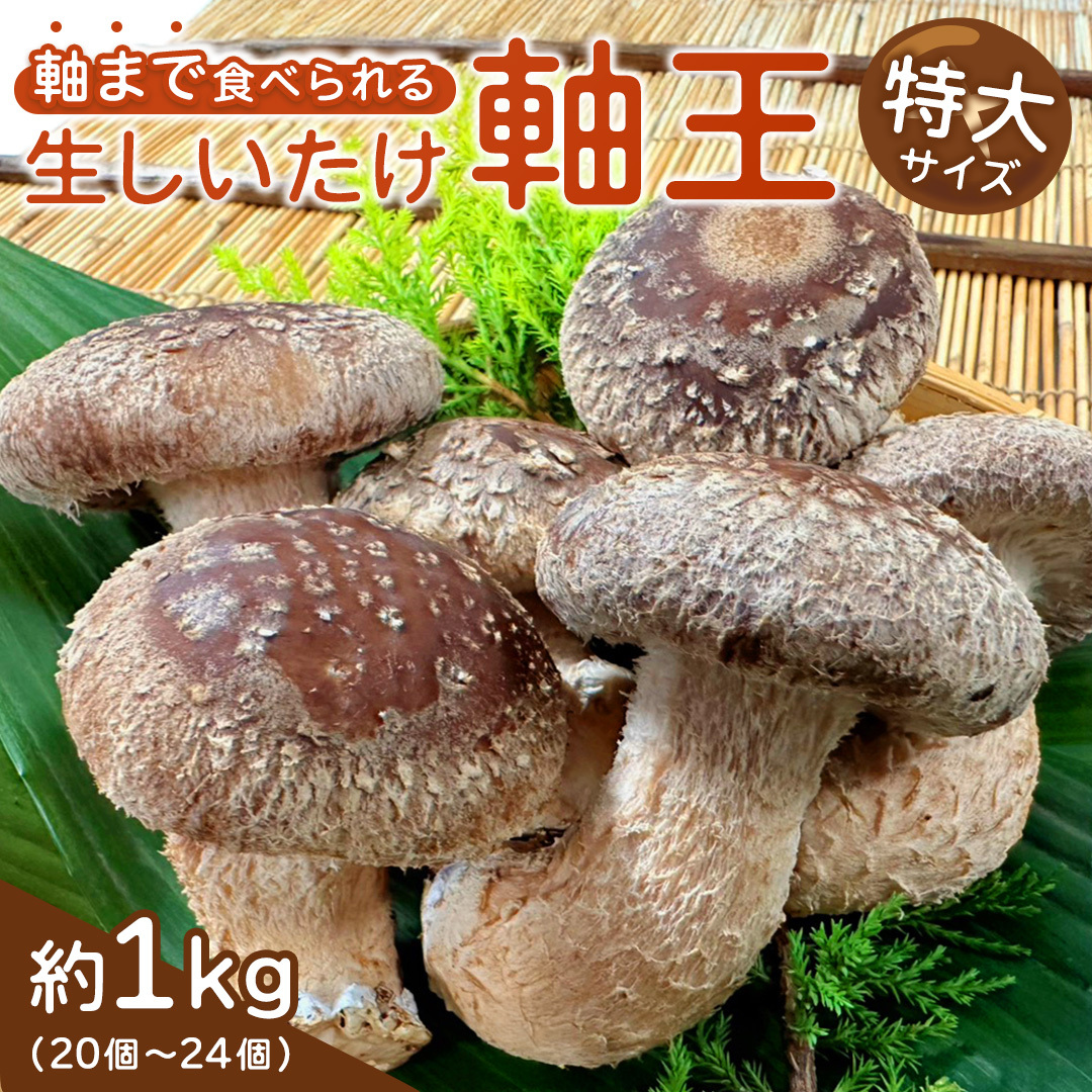 産地直送！軸まで美味しい『軸王しいたけ』 特大サイズ 約1kg (約20〜24個) しいたけ 椎茸 シイタケ きのこ キノコ 野菜 軸が太い 軸まで食べられる 特大 肉厚 旨味 菌床 国産 ぷりぷり 