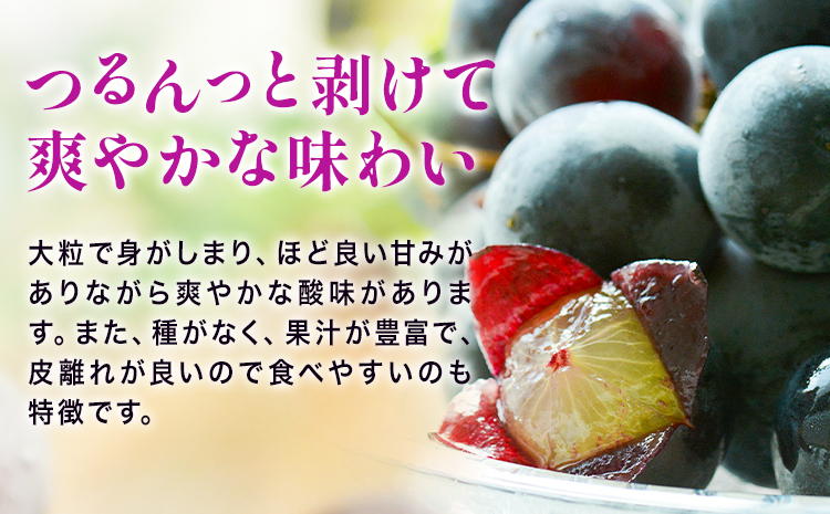 岡山県産 ニューピオーネ ご家庭用 1.2kg 2 ~ 3房 テレビせとうち株式会社《8月末-10月中旬頃出荷》岡山県 浅口市 ぶどう 葡萄 大粒 果汁 果物 フルーツ 訳あり