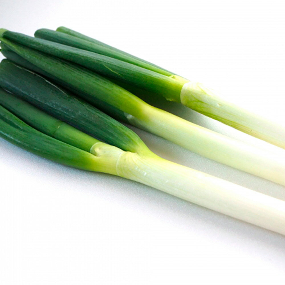 【ふるさと納税】先行予約 球磨美人 井上さんちの白ネギ M/L/2L 選べるサイズ 25本～45本 葱 ねぎ 白葱 野菜 熊本県産 九州産 国産 冷蔵 送料無料【2025年11月下旬より順次発送予定】