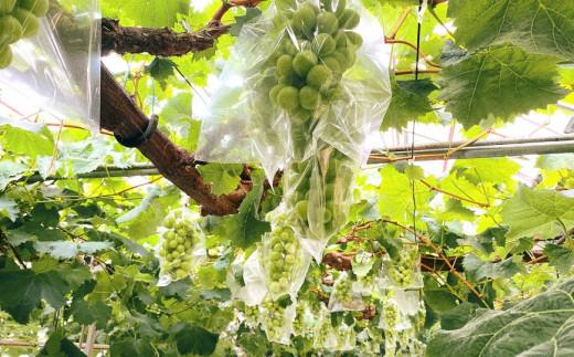 ＜2026年 先行受付 8月中旬発送＞【貝塚市産】特選シャインマスカット 900g以上３Lサイズ