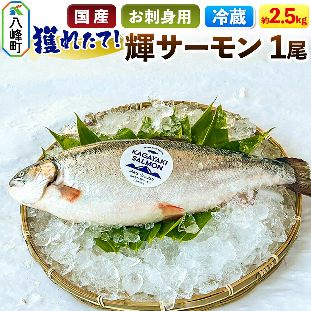 【ふるさと納税】獲れたて「輝サーモン」 まるごと1尾 (約2.5kg)【生・冷蔵】 鮭 さけ お刺身や塩焼きに 国産 秋田県産 [鮭 さけ サーモン フィレ 生 冷蔵 新鮮 魚 海鮮 秋田県 八峰町]