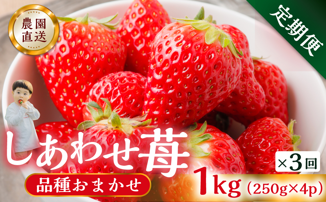 【定期便3回】【2027年1月以降発送開始】  しあわせ苺  品種おまかせ 1kg (250g × 4p ）3か月 3回 自宅用｜フルーツ 果物 スイーツ 苺 いちご イチゴ しあわせ苺 サイズ バラ