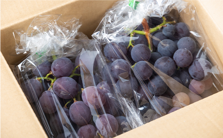 ぶどう 藤稔 4P - 国産 果物 くだもの 青果 フルーツ 葡萄 ブドウ グレープ ジューシー デザート やすらぎ市 高知県 香南市 冷蔵 yr-0099