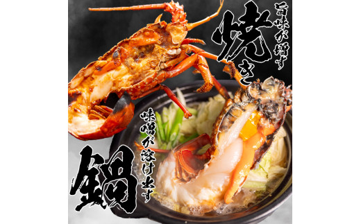【伊勢海老】 【年末予約配送･1日着】特大伊勢海老 5匹