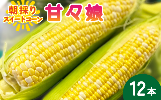 【2026年6月～7月順次発送】とうもろこし 12本 甘々娘(A品) 朝採り スイートコーン【配送不可地域：離島・北海道・沖縄県・東北・中国・四国・九州】