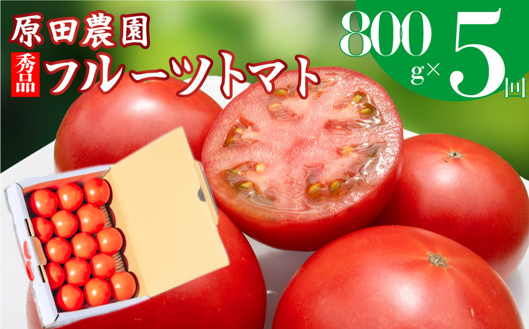 
【5回定期便】フルーツトマト 原田農園 約800g 小箱　（12月下旬～5月頃発送）＜2024年12月下旬頃より発送＞＜毎年12月上旬頃まで申込受付＞
