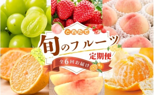 【フルーツ定期便・全6回】品質に自信あり！くしがきの里から直送　厳選した果物を最高のタイミングでお届け♪ / 定期便 桃 もも みかん 柑橘 シャインマスカット マスカット いちご 不知火 はれひめ イチゴ 苺 果物 フルーツ 6回【kgr039】