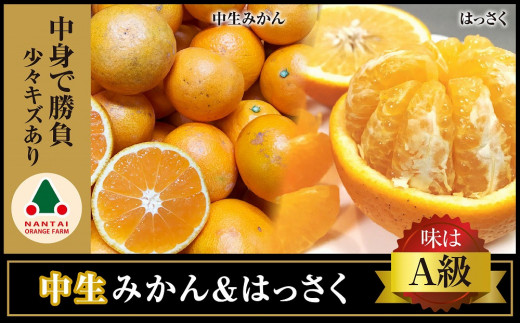 
定期便 手さげ箱 セット 中生 有田みかん ＆ はっさく 全2回 南泰園
