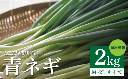 青ネギ 選べる 容量 2kg 【 シャキとろ 青ネギ 】ねっこ農園 丸ごと 食べれる 苦みえぐみが少ない 順次発送 薬味 ネギ 野菜 葱 味噌汁 うどん 鍋 朝ご飯 徳島県 吉野川市