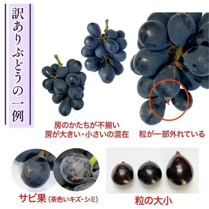 訳あり クイーンルージュ®  約2kg（4~6房）※最低1.8kg以上｜ ぶどう