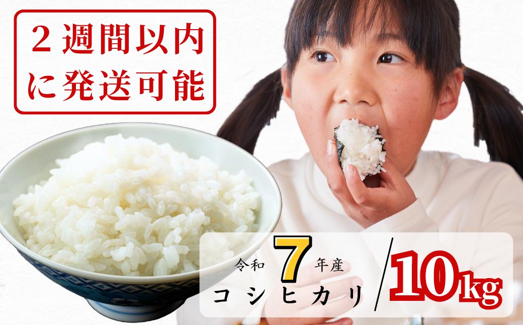 《令和7年産2週間以内に発送》白米 10kg 令和7年産 コシヒカリ 岡山 あわくら源流米 K-ag-AEFA