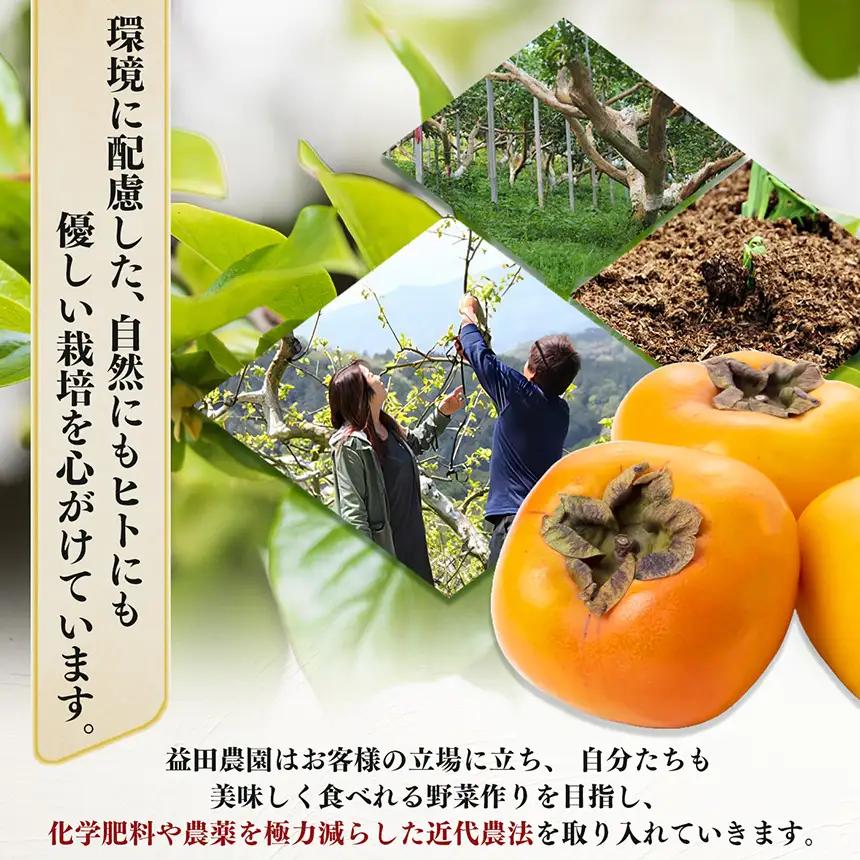 【なら育ち 益田農園】たねなし柿　訳アリ　約1.5kg(5玉～9玉） | 果物 柿 わけあり
