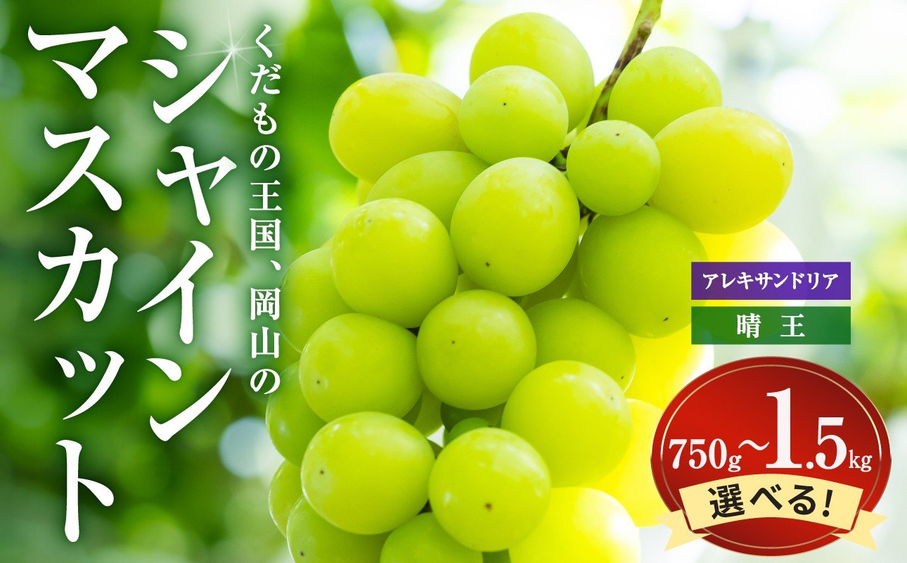 
                  【選べる内容量】<訳あり> 岡山県産 つる付きシャインマスカット 2房/3房（令和8年9月上旬～10月中旬頃発送）【岡山県産 シャインマスカット 葡萄 ぶどう フルーツ 果物 晴王 つる付 3房 1房530g以上】
                