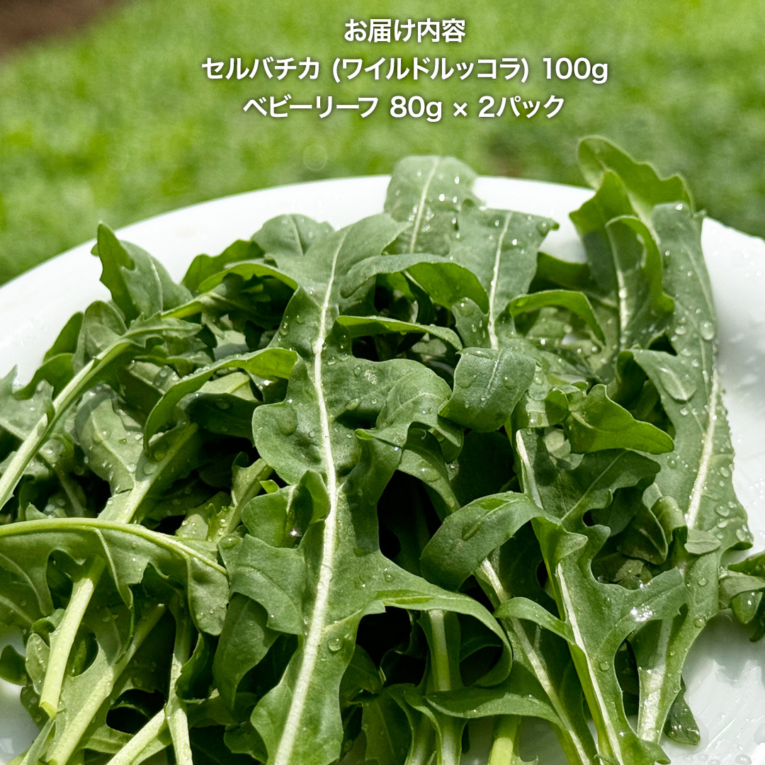 セルバチカ (ワイルドルッコラ) 100g と ベビーリーフ (80g × 2パック) の 黒澤農園 お試しセット ベビーリーフサラダ 生野菜 食べやすい 若葉 ファミリー 旬 新鮮 国産 彩り サラ
