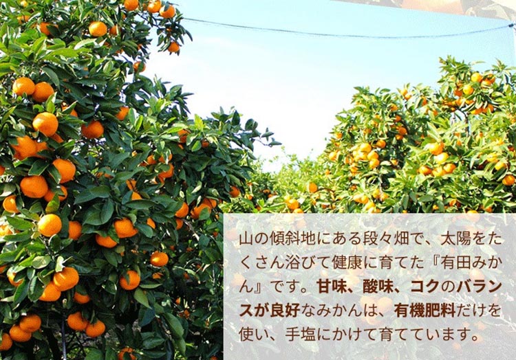 ＼光センサー選別／こだわりの完熟有田みかん 5kg＋250g(傷み補償分)【ご家庭用】サイズ混合 有機質肥料100% ｜ みかん 有田みかん 温州みかん ミカン 温州ミカン 柑橘 温州 甘い コク 産