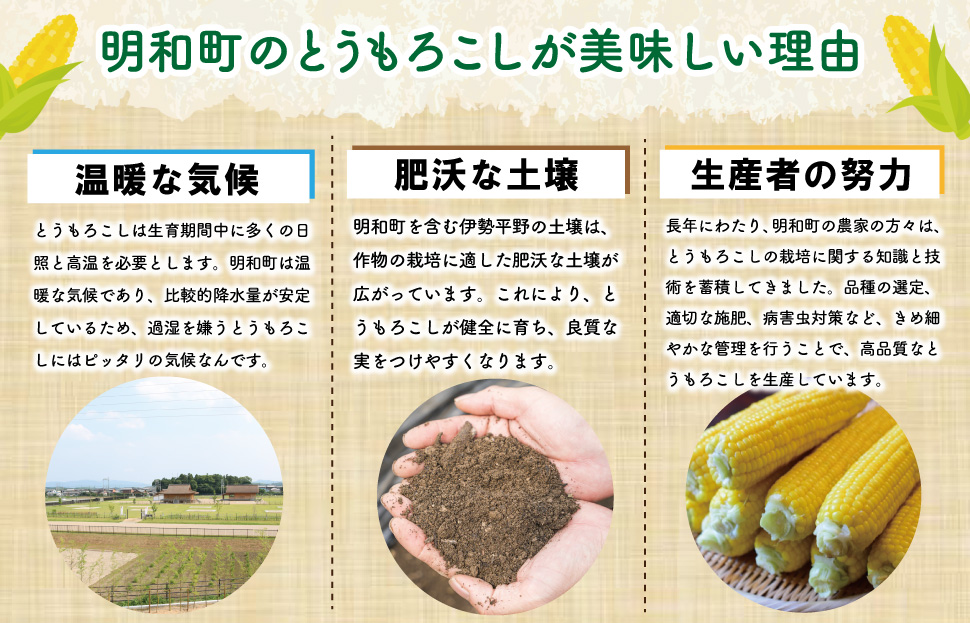 明和町産 朝採れ とうもろこし ゴールドラッシュ 10本～12本 BBQ 人気 トウモロコシ 生 野菜 新鮮 採れたて 産地直送 朝どれ 甘い 期間限定 国産 旬 夏野菜 きたむら