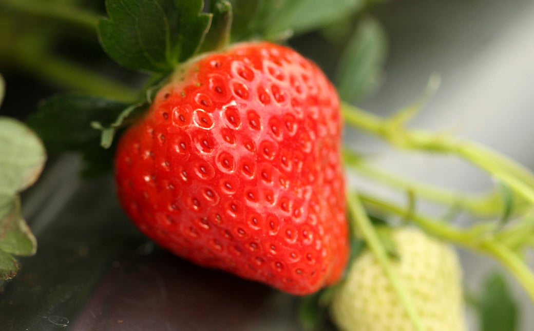 【天然発酵堆肥で育てた】2～3L さがほのか 15粒