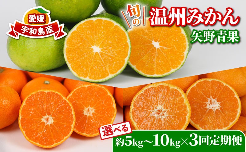 
            旬の 温州みかん 選べる 容量 5kg ~ 10kg × 3回 定期便 矢野青果 準贈答用 極早生 宮川早生 南柑20号 みかん mikan 愛媛みかん 愛媛ミカン 愛媛蜜柑 果物 くだもの フルーツ 濃厚 甘い 甘味 さっぱり 酸味 蜜柑 産地直送 数量限定 国産 愛媛 宇和島
          