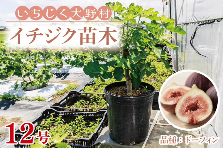 イチジク苗木 12号 【なえぎ 観葉 植物 いちじく 自宅 ポット ドーフィン 茨城県 鹿嶋市】（KAE-9）