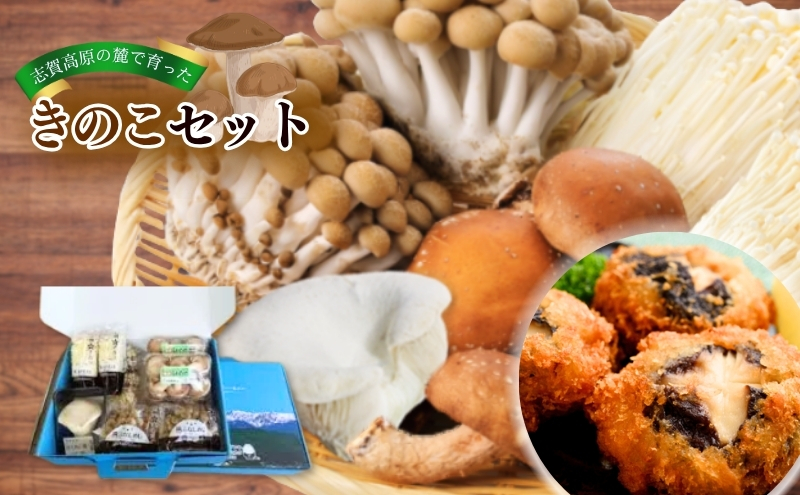 志賀高原の麓で育った きのこセット  きのこ 詰め合わせ セット えのき ぶなしめじ しいたけ 長野