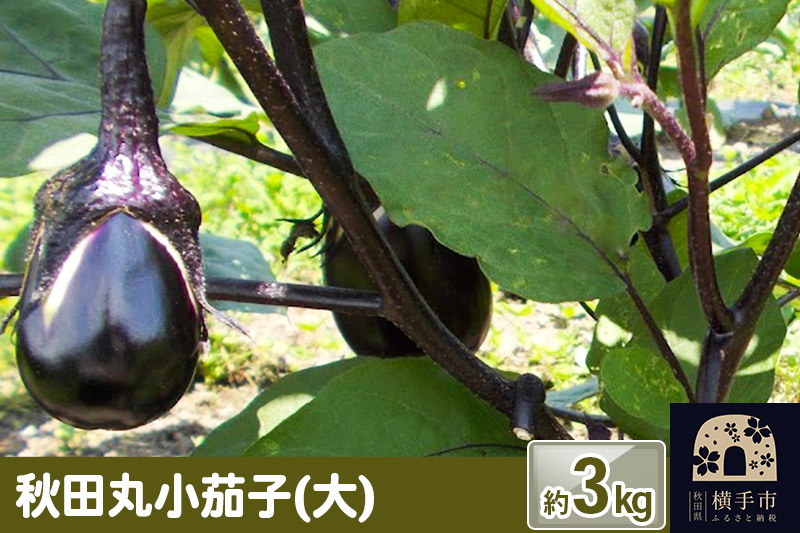
秋田丸小茄子（大）3kg
