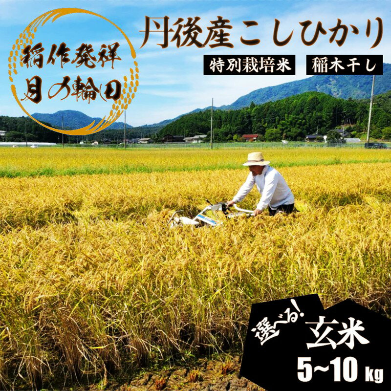 【ふるさと納税】天日干し【稲作発祥の地のお米】2025年産 京丹後産稲作発祥の地コシヒカリ特別栽培米 月の輪田米 玄米（天日干し） 5kg 10kg　選べる 内容量 ふるさと納税 米 玄米 お米 ご飯 ごはん コシヒカリ 京丹後産 峰山 農家応援 生産者応援 送料無料