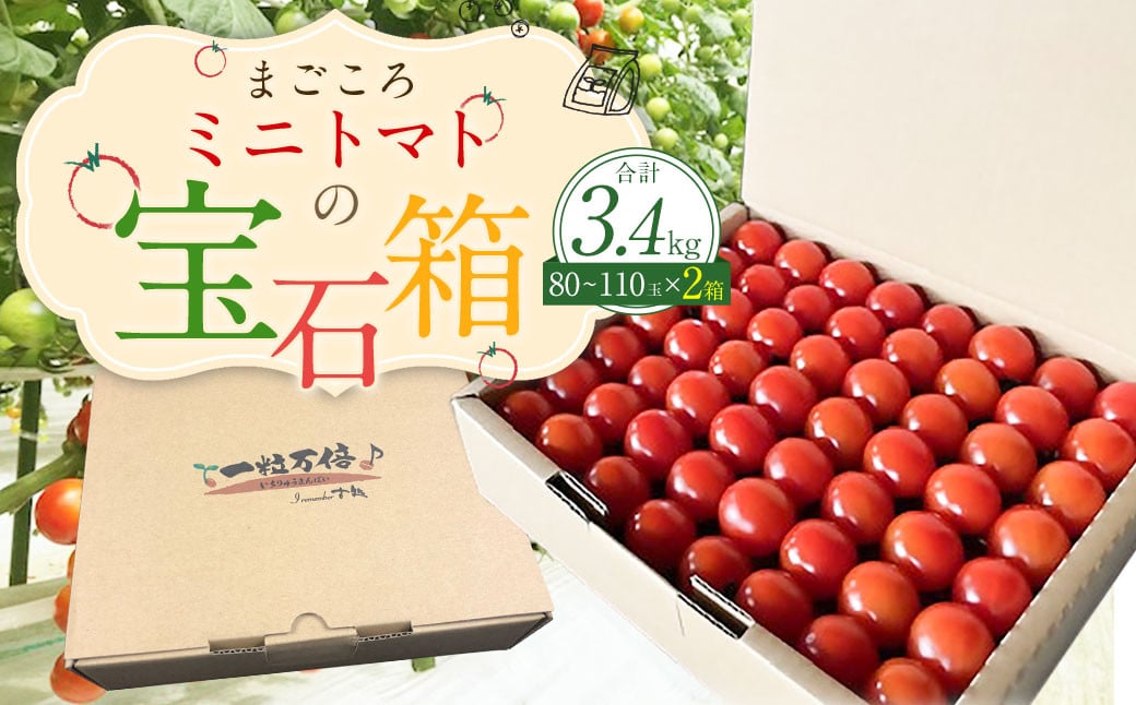 まごころミニトマトの宝石箱 1.7kg(約80～110玉)×2箱 計3.4kg サンチェリーピュア トマト【2026年7月上旬から11月下旬まで発送予定】